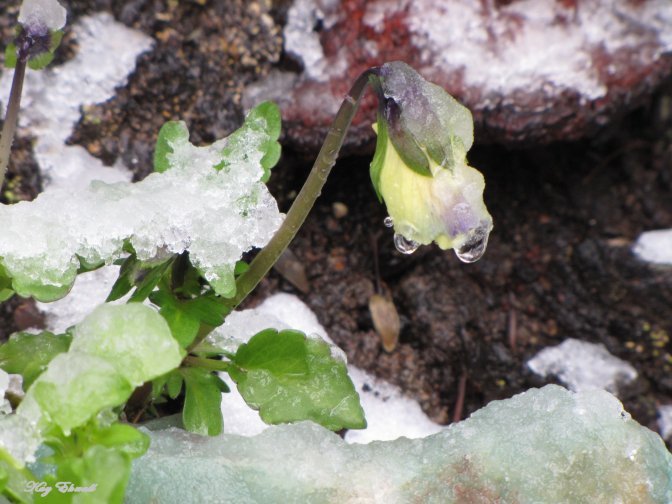 Pansy in the Snow